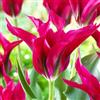 Vivaio Garden Forest, Tulipani Doll's Minuet - 8 bulbi calibro 11/12, Tulipani Viridiflora rosa intenso sfumato di verde, Petali allungati eleganti e decorativi, Ideali per aiuole, vasi e bouquet