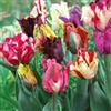 Vivaio Garden Forest, Tulipani pappagallo - 6 bulbi mix calibro 11/12, Tulipani dai petali sfrangiati e arricciati, Colori vivaci e sfumature sorprendenti, Ideali per aiuole, vasi e bouquet originali