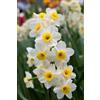 Vivaio Garden Forest, Narcisi Minnow - 8 bulbi calibro 10/11, Narcisi nani a fiore multiplo crema con coroncina giallo chiaro, Profumati e compatti, Fioritura primaverile, Ideali per aiuole e vasi