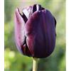 Vivaio Garden Forest, Tulipani Queen of Night - 8 bulbi calibro 12+, Tulipani viola scurissimo quasi nero, Fioritura primaverile elegante e misteriosa, Ideali per aiuole, vasi e bouquet