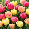 VIRIDIMANIA Bulbi di Tulipani | Bulbi provenienti dai migliori produttori Olandesi | Esclusiva selezione e controllo qualità | Fioritura garantita. (12 Bulbi di Tulipani DOPPI SYMBIOSE)