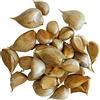 Agricola La Treccia Aglione a spicchi misti - 1 kg per mangiare o seminare - Prod. 2023