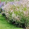 Bloomique - Set di 3 - Gaura lindheimeri - Gaura - Pianta da giardino - Resistente al freddo - Sicura per animali - Altezza 10-20 cm - Vaso 9x9 cm