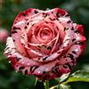 TUYIKJHS Rosa/Resistenti Perenne/Splendide decorazioni da giardino/Adatta ai principianti/Adatto per uso interno ed esterno-1Rizomi-H