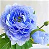Sfdytg Eleganza Peonia, Perenne, Resistente - Giardini e Balconi, Adatta ai principianti-2bulbi-J