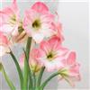 VIRIDIMANIA Bulbi di Hippeastrum (Amaryllis) | Selezione di Bulbose a Fioritura Autunnale e Primaverile | Ottima Qualità e Fioritura Garantita (1 Bulbo di Hippeastrum APPLE BLOSSOM)