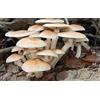 Generic Cyclocybe Aegerita Pioppo Funghi Agrocybe micelio agrocybe aegerita 20 Sticks