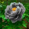 Sfdytg Eleganza Peonia, Perenne, Resistente - Giardini e Balconi, Adatta ai principianti-2bulbi-G