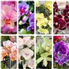 Generic orchidee phalaenopsis interno di appartamento giardino balcone 350semi
