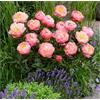 Sfdytg Eleganza Peonia, Perenne, Resistente - Giardini e Balconi, Adatta ai principianti-2bulbi-H