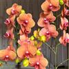 Generic Orchidee Phalaenopsis - resistente biologici giardino interno 550semi