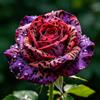 TUYIKJHS Rosa/Resistenti Perenne/Splendide decorazioni da giardino/Adatta ai principianti/Adatto per uso interno ed esterno-1Rizomi-C