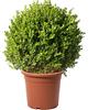 KENTIS Bosso Sfera Buxus Microphylla Faulkner, H 60/70 cm Sfera Ø 45/50 cm | Pianta Ornamentale, Piante Vere da Esterno, Sempreverdi Resistenti, Vaso Ø 30 cm