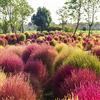 Generic kochia scoparia cipresso estivo pluriennale resistente al calore 100semi