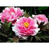 Sfdytg Eleganza Peonia, Perenne, Resistente - Giardini e Balconi, Adatta ai principianti-10bulbi-D