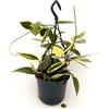 POWERS TO FLOWERS - HOYA MACROPHYLLA' VARIEGATA, OFFERTA ULTIMI 15 PEZZI!!! pianta vera
