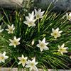 Generic zephyranthes - precoce copertura terreno 10bulbi