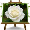 EURO PLANTS VIVAI Rose Nobili Grandi Fiori Ibrido di Thea Polarstern | Lungo tempo di fioritura - Stella Polare - Fiori 8-10 cm - Vaso 19x19 cm - Età 3 Anni