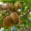 Generic kiwi - resistenti in vaso decorazione giardino balcone antiche 800semi