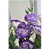 Generic 1 : 50 pezzi graines d'Eustoma blanches rares plantes à fleurs vivaces balcon fleurs en pot graines viola Lisianthus pour pot de fleurs planteur 1