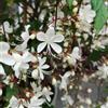 Generic clerodendrum wallichii - gelsomino rialzata giardino per interno 1piante