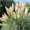 GardenersDream Cortaderia Selloana Tiny Pampa - Erba delle Pampa Nana Pianta da Esterno