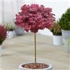 GardenersDream Acero Giapponese Hime Shojo, albero ornamentale da giardino | Piccoli alberi da giardino pronti da piantare: gli Acer sono alberi veri dal fogliame spettacolare, perfetti per outdoor