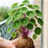Sfdytg Eccellente Stephania Erecta, Perenne, Resistente - Giardini e Balconi, Adatta ai principianti-1bulbi-F