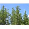 Generico 20 Semi di Pino delle Banche (Pinus Banksiana)