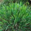 Generic citronella ombra crescita per i luoghi soleggiati balcone con raro 500semi