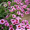 Generic Calibrachoa - raro giardino in vaso varietà antiche interno 150semi
