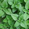 PAGANO DOMENICO E FIGLI SEMENTI DAL 1954 MELISSA OFFICINALIS NR.500 SEMI