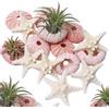 Wanwanzi Set di conchiglie marine e ricci di mare Decorazione per piante aeree, matrimoni in spiaggia, casa costiera, progetti a tema