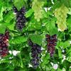 Woohome Decorativi Realistici Uva Grappoli, Uva Plastica Decorazione Artificiale, 12 Pz Viti Artificiali con 6 Spiedini per Cucina Decorazione di Nozze Fotografia Giardino