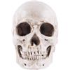 ESiiFuu Jorzer Testa di teschio realistica di Halloween Cranio realistico Scheletro anatomico Replica a grandezza naturale Modello di osso della testa umana