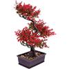 IMIKEYA Bonsai Artificiale Rosso in Plastico, Decorazione Tavolo per Casa | Aspetto Realistico, senza Manutenzione Quotidiana, Facile da Pulire, per Interni, Aree Verdi e Caffè