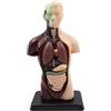 ieron 1PCS I modelli di anatomia umana sono ottimi per la ricerca anatomica. Costruisci il tuo museo di anatomia. Impara i modelli anatomici del torso.