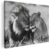 Artaza Quadri Moderni Soggiorno Leone e Leonessa - 80x60 cm - Decorazioni Parete Bianco e Nero - Quadro su Tela Amore Animali - Arredamento Casa