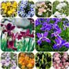Generic iris decorazione selvatici autunnali giardino roccioso pluriennale 10bulbi