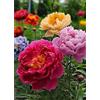 Sfdytg Eleganza Peonia, Perenne, Resistente - Giardini e Balconi, Adatta ai principianti-2bulbi-F