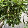 Generic albero di avocado - avocado esotico a prova d'inverno albero in rialzata da giardino in vaso da vaso, adatte all'uso 50semi