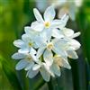 VIRIDIMANIA Bulbi di Narcisi | Bulbi provenienti dai migliori produttori Olandesi | Esclusiva selezione e controllo qualità | Fioritura garantita. (4 Bulbi di Narcisi PAPERWHITE ZIVA)