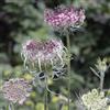 Generic carota selvatica - Daucus carota tappezzanti giardino roccioso biologiche per la copertura del terreno sostenibili decorazioni autunnali, 500semi