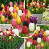 Florium Bulbi di tulipani 25 pezzi - Darwin Hybrid mix, rustici e perenni | Bulbi grandi precoci dall'Olanda, pronti da piantare, per giardino, aiuola, balcone e fioriera, niente semi, amici delle api
