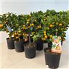 Gardenaria Calamondino Citrus × microcarpa, Pianta di Agrume da Frutto in Vaso, Verde, 70/80 cm, per Balcone e Terrazzo