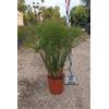 VIVAIO GARDEN FOREST Papiro Cyperus Papyrus Pianta Acquatica Vaso 24 cm | Perenne, da Esterno