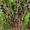 Generic jabuticaba - giardino interno ufficio giardini rocciosi biologici 400semi