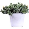 eGarden.store - Pianta vera di Corpuscularia Lehmannii o Delosperma Lehmannii | Altezza: 5 cm - Diametro vaso: 14 cm | Tappezzante grassa con fiori gialli da esterno