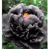 Sfdytg Eleganza Peonia, Perenne, Resistente - Giardini e Balconi, Adatta ai principianti-2bulbi-K