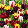 VIRIDIMANIA Bulbi di Tulipani | Bulbi provenienti dai migliori produttori Olandesi | Esclusiva selezione e controllo qualità | Fioritura garantita. (15 Bulbi di Tulipani MYSTIC in miscuglio)